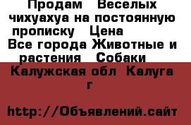 Продам.  Веселых чихуахуа на постоянную прописку › Цена ­ 8 000 - Все города Животные и растения » Собаки   . Калужская обл.,Калуга г.